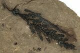 Conifer Fossil - McAbee, BC #255541-1